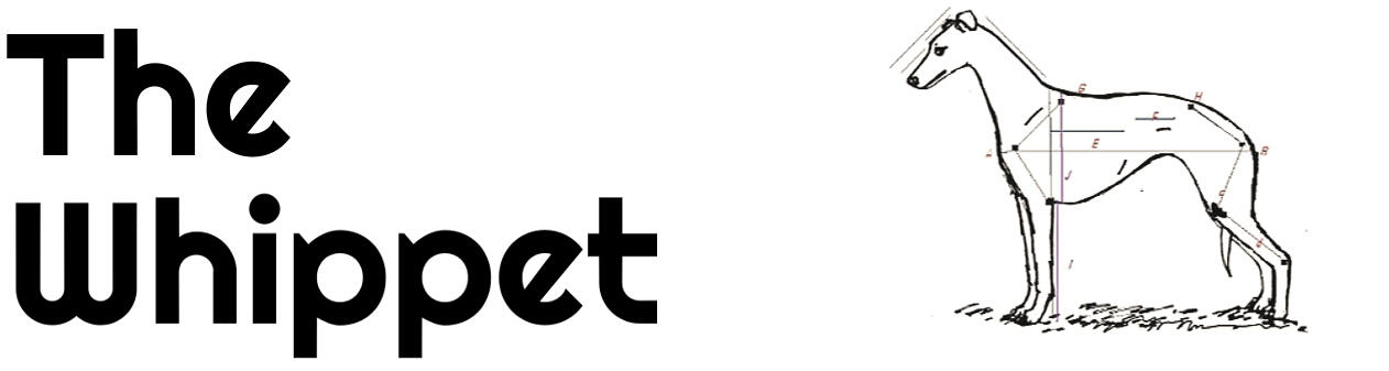 The Whippet newsletter banner